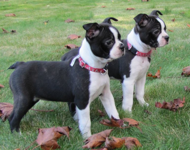 Beautiful Boston Terrier puppies looking for new homes 