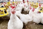 Bird flu latest breaking, Bird flu outbreak, bird flu outbreak in the usa triggers doubts, Food