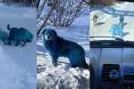 Russia, viral, bright blue stray dogs found in russia, Prank