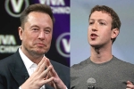 Elon Musk Vs Mark Zuckerberg new updates, Mark Zuckerberg, elon musk vs mark zuckerberg rivalry, Walrus