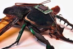 Robotized Cockroaches articles, Robotized Insects, insects robotized to hunt for survivors in a collapsed building, Robotized cockroaches