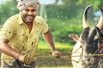 14 Reels Plus, Sreekaram release news, sharwanand s sreekaram trailer released, Ajay bhupathi