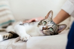 coronavirus, United states, two pet cats in new york test positive for covid 19, Dogs