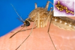 West Nile Virus deaths, West Nile Virus cases, russia warns of west nile virus, Autumn