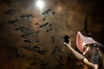 Wuhan CDC news, Wuhan CDC news, a sensational video of scientists of wuhan cdc collecting samples in bat caves, Wuhan cdc